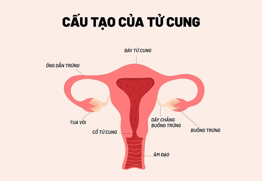 U xơ ở đáy tử cung – Mức độ nguy hiểm và cách điều trị!