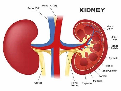 Ung thư thận là gì? 7 Dấu hiệu GIÚP bạn dễ nhận biết bệnh