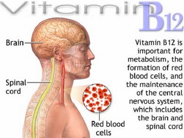 Vai trò của vitamin B12 đối với hệ thần kinh