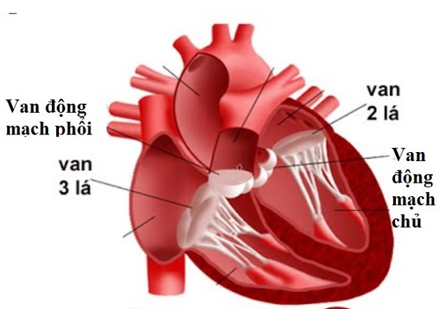 Van động mạch chủ và những bệnh lý thường gặp 