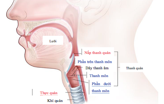 Vì sao bạn bị đau thanh quản?