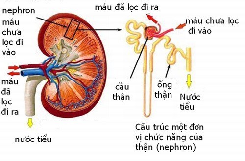 Vị trí của thận ở đâu? Cách bảo vệ sức khỏe của thận