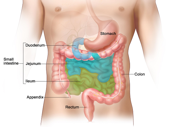 Vị trí đau dạ dày là ở đâu?