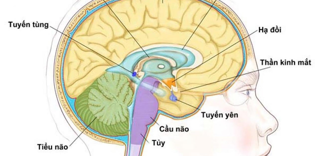 Vị trí và chức năng của tuyến yên đối với cơ thể