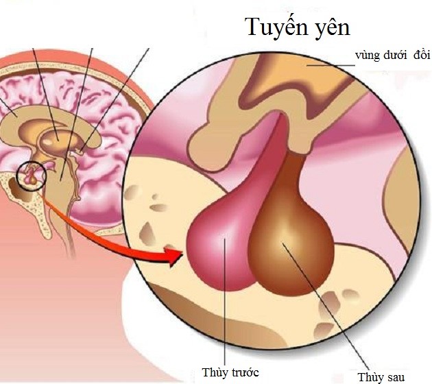 Vị trí và chức năng của tuyến yên đối với cơ thể