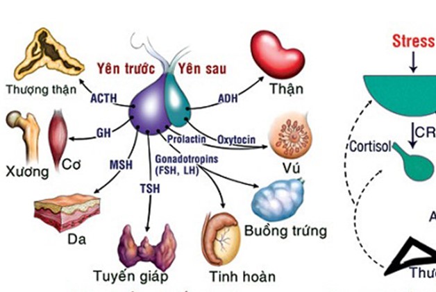 Vị trí và chức năng của tuyến yên đối với cơ thể