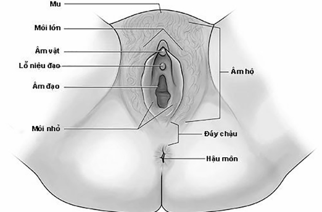 Viêm âm hộ và những nhầm tưởng tai hại chị em cần làm rõ