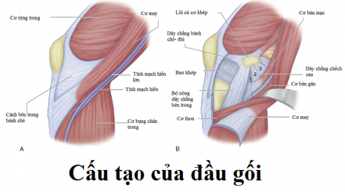 Viêm cơ đầu gối là gì?