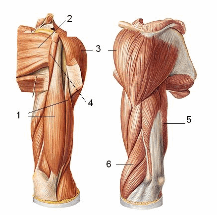 Viêm cơ nhị đầu vai là bệnh gì?