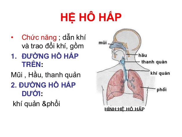 Viêm đường hô hấp trên ở trẻ em, cha mẹ cần làm gì?