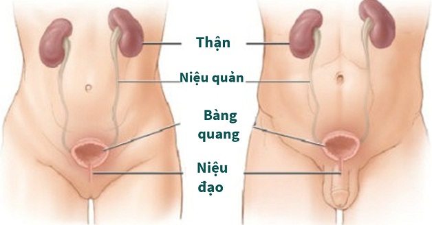 Viêm đường tiết niệu bệnh học: Cảnh giác biến chứng