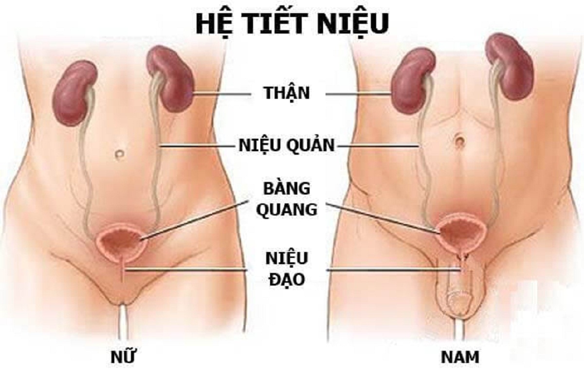 Viêm đường tiết niệu dưới: Căn bệnh nguy hiểm thầm lặng