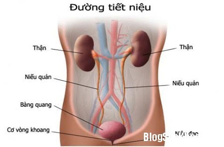 viem duong tiet nieu la gi