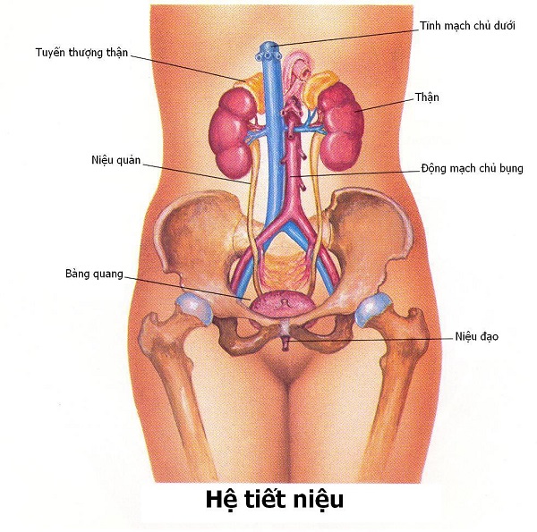 Viêm đường tiết niệu ở nữ giới: Dấu hiệu và cách chữa trị