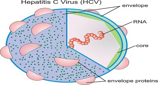 Viêm gan C có lây không: Con đường lây nhiễm và cách phòng bệnh