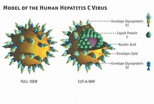 Viêm gan C có nguy hiểm không?