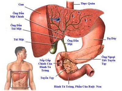 Viêm gan siêu vi A lây qua đường tiêu hóa