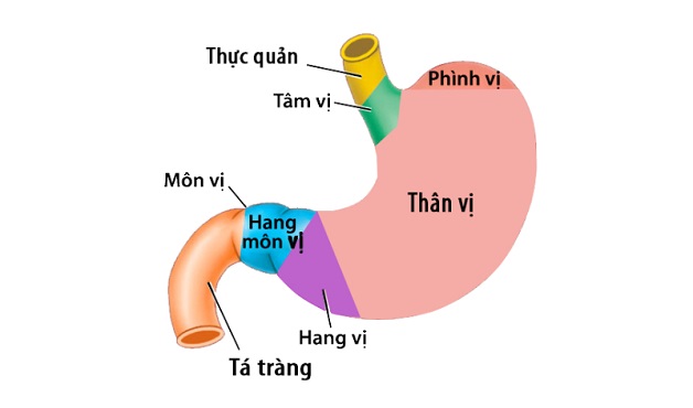 Viêm hang vị tá tràng và những điều cần biết