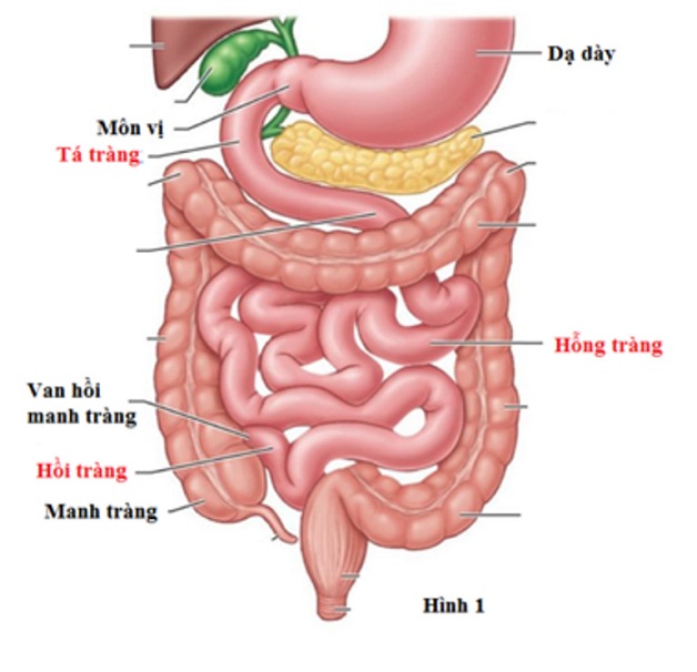 viem hoi trang 1