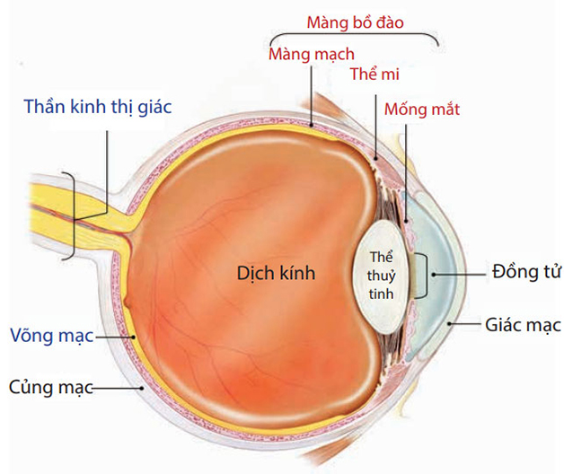 Viêm màng bồ đào: Bệnh lý nguy hiểm không thể chủ quan