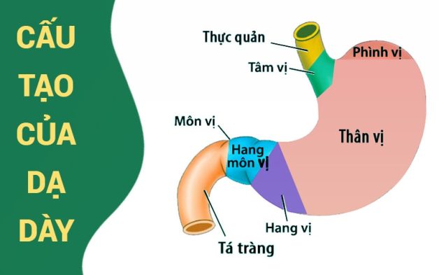 Viêm niêm mạc hang vị dạ dày: Triệu chứng và phương pháp điều trị