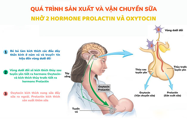 Viêm tắc tia sữa sưng đỏ khiến mẹ bỉm khổ sở, phải làm sao?