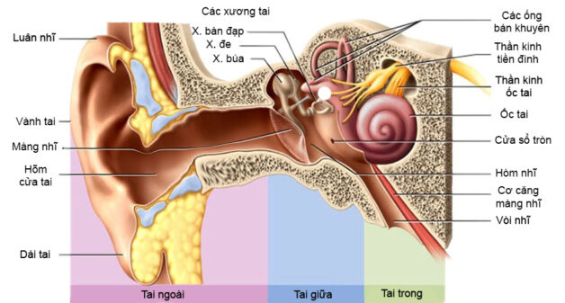 Viêm tai giữa cấp: 5 thông tin hữu ích cơ bản