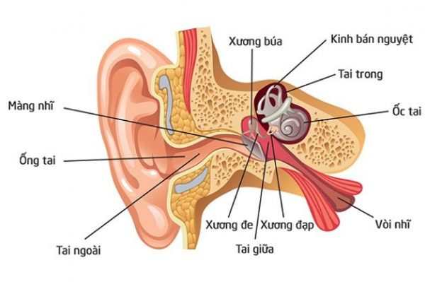 Viêm tai ngoài có mủ có nguy hiểm không? Và cách điều trị