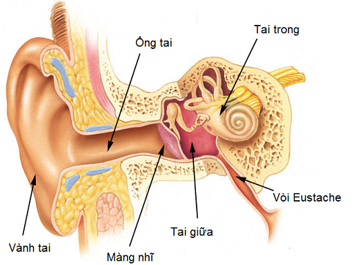 viem tai thanh dich 1