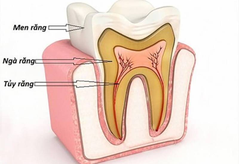 Viêm tủy chân răng – Nhận biết và điều trị đúng cách