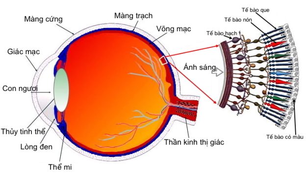 Viêm võng mạc sắc tố: Hiểu để hạn chế mù lòa