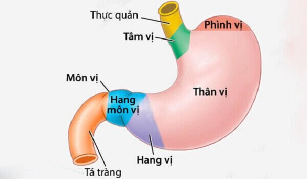 Viêm xung huyết hang vị dạ dày