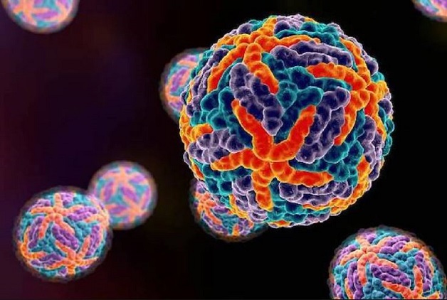 Virus sốt xuất huyết và chủng đang lưu hành rộng rãi ở Việt Nam