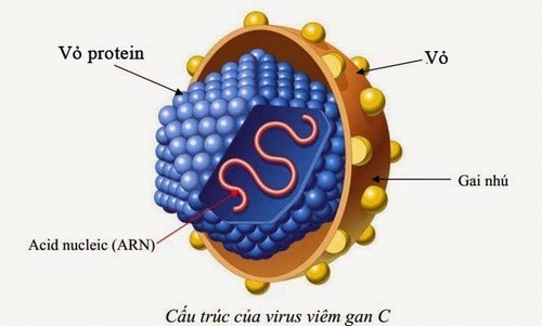 Virus viêm gan c sống được bao lâu ngoài môi trường?