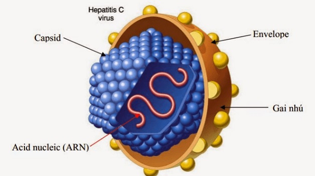 Virus viêm gan C sống được bao lâu và lây qua đường nào?