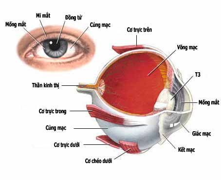 Võng mạc mỏng nhất ở đâu và cách bảo vệ võng mạc mắt