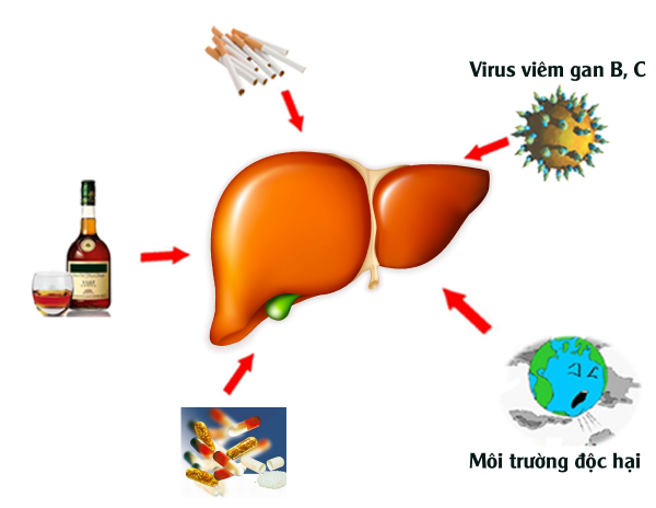 Xét nghiệm chức năng gan và những điều cần lưu ý