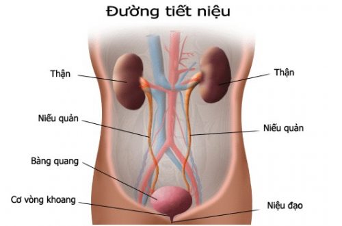 Xét nghiệm gì để biết viêm đường tiết niệu?