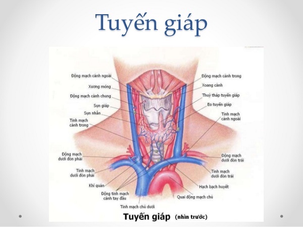 Xét nghiệm máu đánh giá chức năng tuyến giáp là gì?